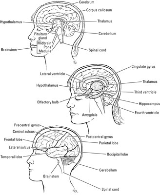 The Anatomy of the Human Brain - dummies