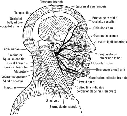 Facial Nerve Innervation Chart