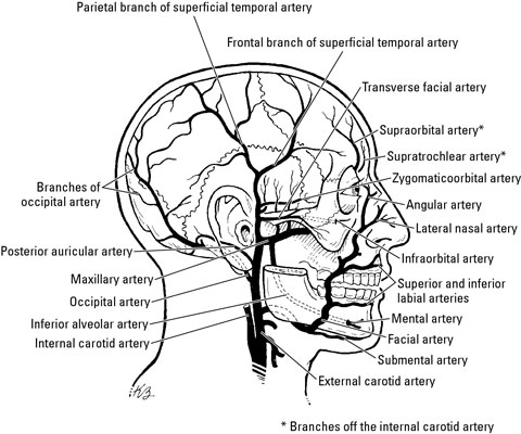 Veins Arteries And Lymphatics Of The Face Dummies