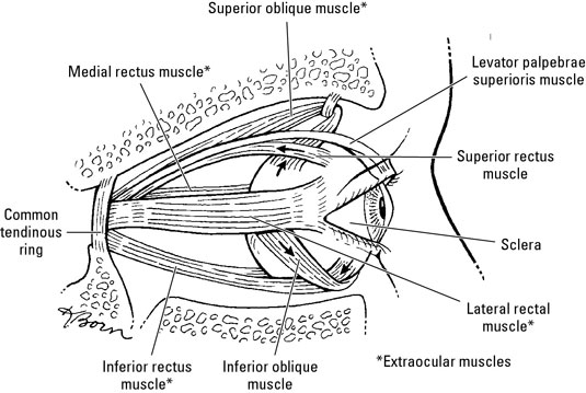 Which Cranial Nerves Innervate The Extraocular Muscles - slidedocnow