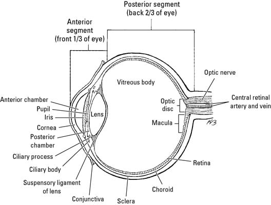 Muscles, Nerves, and Blood Vessels in the Human Eye - dummies