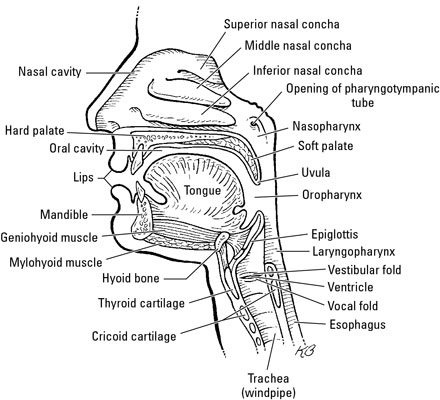 An Overview of the Oral Cavity - dummies