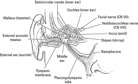 Incus Anatomy