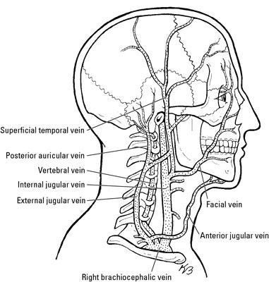 Nerves And Blood Vessels In The Root Of The Neck Dummies