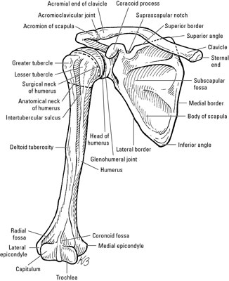 Shoulder Girdle Bone Anatomy