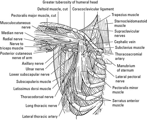 Muscles of the Shoulder and Arm - dummies