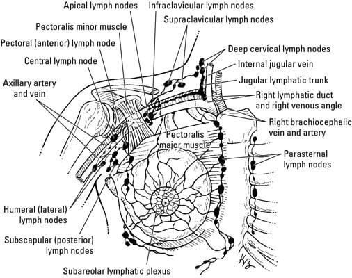 Scapular Lymph Nodes