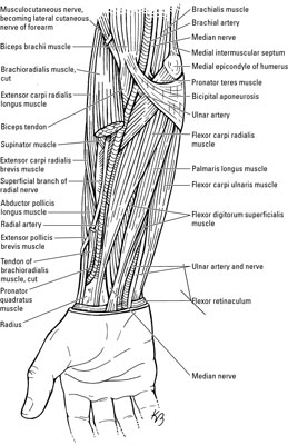 Nerves and Veins in the Elbow and Forearm - dummies
