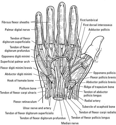 Nerves, Arteries, and Veins of the Wrist and Hand - dummies