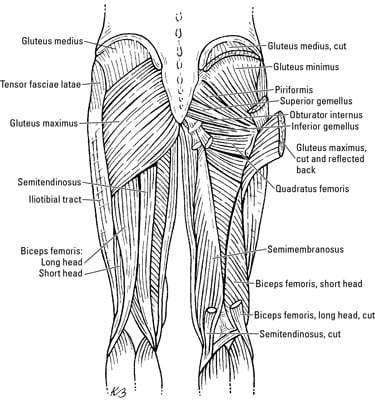 Upper Leg Muscle Chart