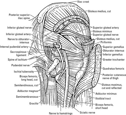 Nerves Of The Hip And Thigh Dummies