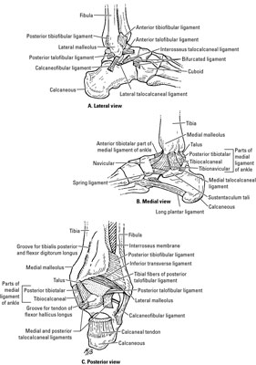 Joints of the Ankle and Foot - dummies