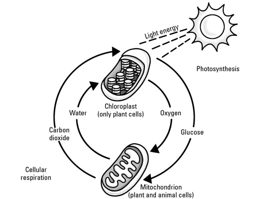 What Are Photosynthesis And Respiration Dummies