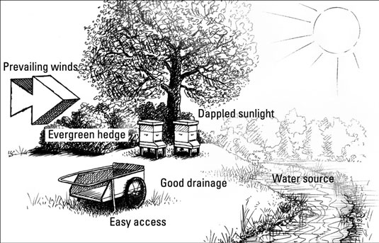 The perfect suburban setting for your hives has easy access, good drainage, a nearby water source, 