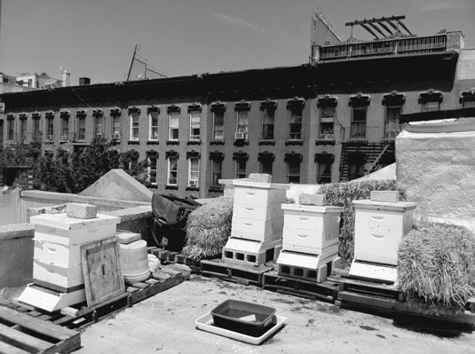 A rooftop is a great location for urban hives. Note the rocks to keep covers from blowing off, bale