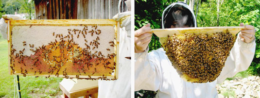 Langstroth-style frames (left) and top bar frames (right). [Credit: Photographs courtesy of Howland