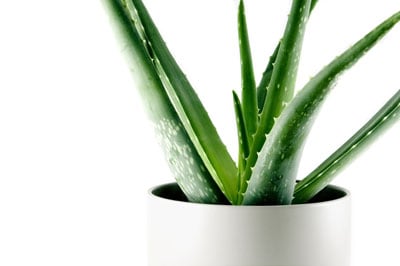 Tap the healing powers of aloe vera.