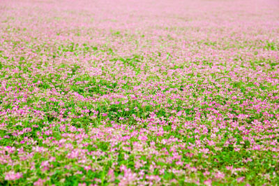 Astragalus works by stimulating the immune system.