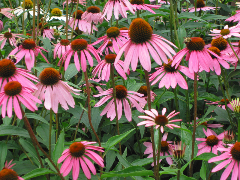 Use echinacea to treat or prevent colds, flu, or other infections.