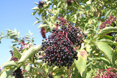 Elderberry plus some zinc is like the dream team for colds and flu.