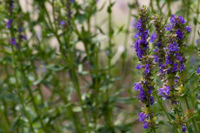 The healing virtues of hyssop are due to its oil, which has a stimulating affect that promotes expectoration.