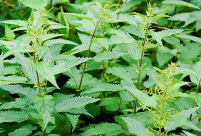 Nettle, also called <i>stinging nettle</i><i>,</i> may be your answer if you have hay fever or other allergies.