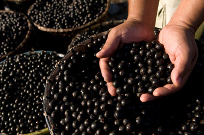 Extracts from <i>acai berries</i> may destroy cancer cells, particularly those associated with leukemia.