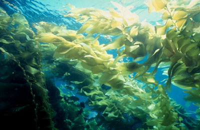 You can find virtually every nutrient in <i>sea kelp</i>.