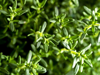 If you need an antiseptic, the healing oil in thyme called <i>thymol</i> is what you’re looking for.
