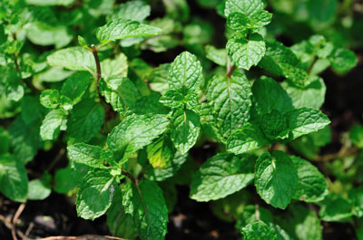 Peppermint relaxes your intestinal tract, which makes mint wonderful for intestinal discomfort, such as irritable bowel syndrome.