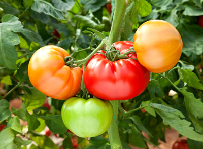 Tomatoes are also the richest source of the exceptionally potent antioxidant <i>lycopene</i><i>,</i> a substance that prevents cancer, particularly cancer of the prostate.
