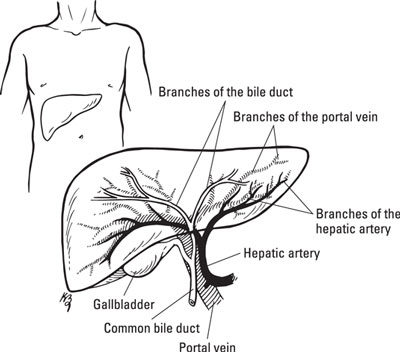 The liver filters blood, removing toxins found there.