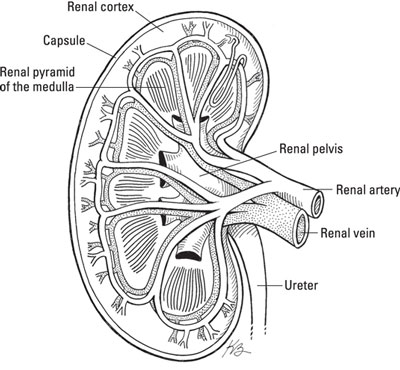 The kidneys filter blood and do the bulk of detoxification of blood-borne toxins.