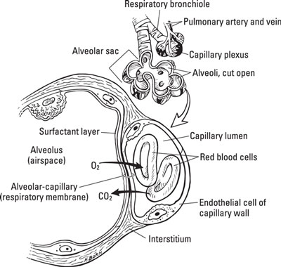 Lungs are primarily involved with respiration. As part of the process, they also help maintain blood pH and expel chemical vapors under specific conditions.