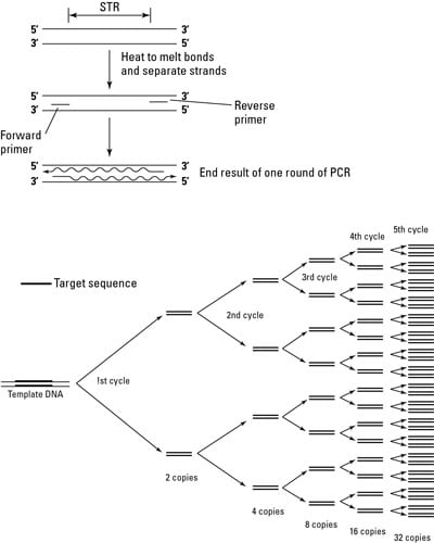 The polymerase chain reaction.