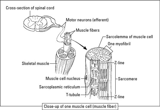 Skeletal muscle structure. [Credit: Illustration by Kathryn Born, M.A.]