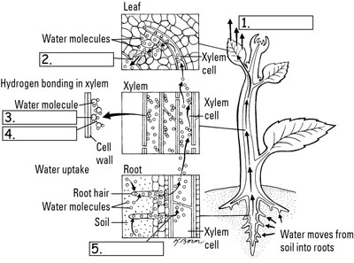 water cohesion diagram