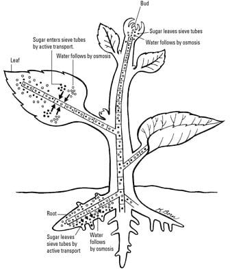 How Plants Send Sugars From Sources To Sinks Dummies