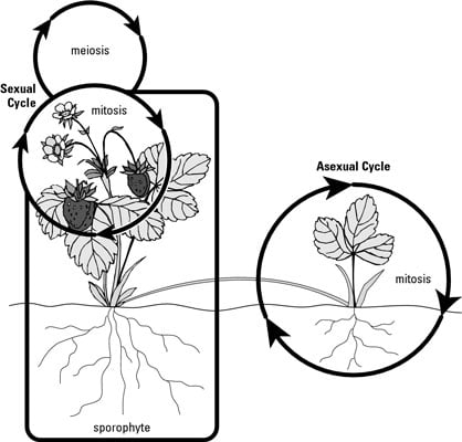 Plant Reproduction Dummies