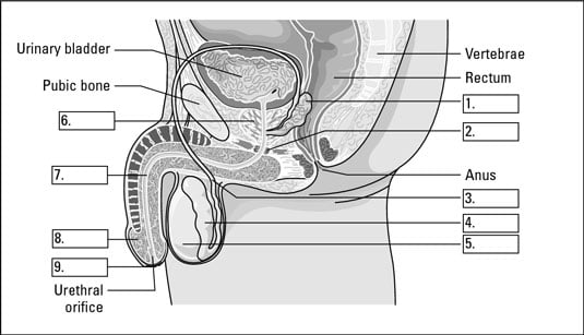 Identify The Parts Of The Male Reproductive System Dummies