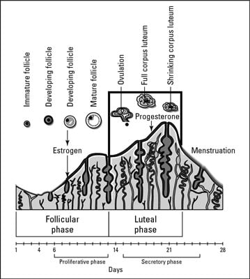 [Credit:     From LifeART®, Super Anatomy 1, © 2002, Lippincott Willi