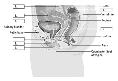 [Credit: From LifeART®, Super Anatomy 1, © 2002, Lippincott Williams & Wilkins]