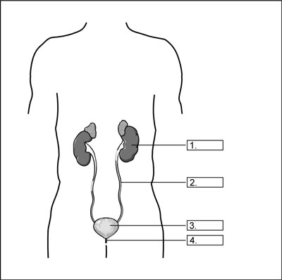 The human urinary system. [Credit:     From LifeART®, Super Anatomy 1, 