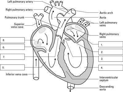 Flow Chart Of Blood Circulation In Human Heart