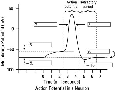 The transmission of a nerve impulse.