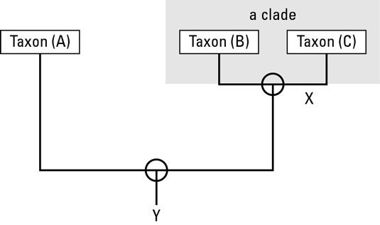 Reading a phylogenetic tree.