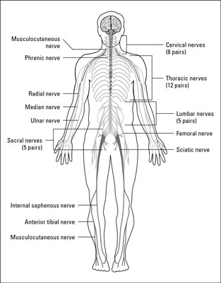 [Credit:     From LifeART®, Super Anatomy 1, © 2002, Lippincott Willi