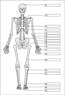 [Credit:     From LifeART®, Super Anatomy 1, © 2002, Lippincott Willi