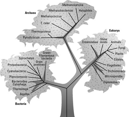 A phylogenetic tree of life on Earth based on rRNA genes.