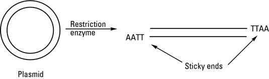 Restriction enzymes.